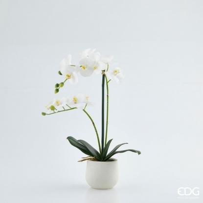 Květina Orchidej Phalaenopsis Real v květináči 53 cm, bílá, EDG