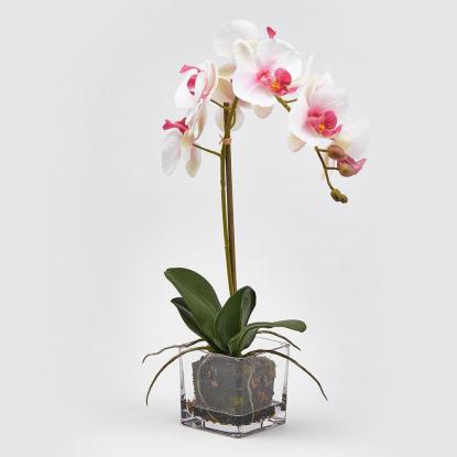 Květina Orchidej Phalaenopsis Latzio ve skle 54 cm, růžovo/bílá, EDG