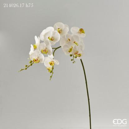 Květina Orchidej Phalaenopsis Ramo 76 cm, bílá, EDG