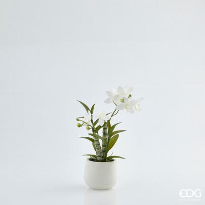 Květina Orchidej Dendro Real v keram. květináči bílá, 40 cm, EDG