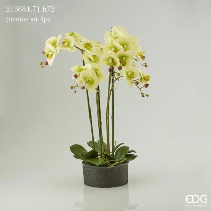 Květina Orchidej Phalaenopsis Real v květináči 72 cm, světle zelená