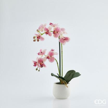 Květina Orchidej Phalaenopsis Real v květináči 53 cm, růžová