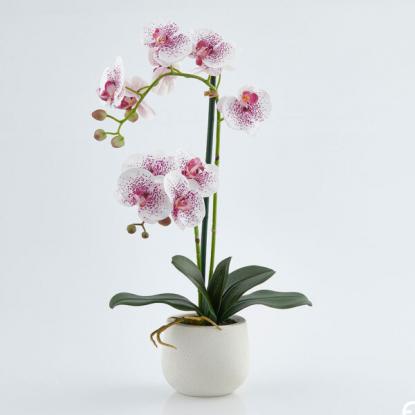 Květina Orchidej Phalaenopsisj Real v keram. květináči 53 cm, fuxiová
