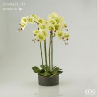 Květina Orchidej Phalaenopsis Real v květináči 72 cm, světle zelená