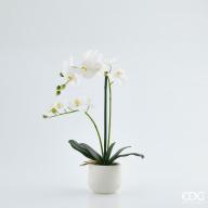 Květina Orchidej Phalaenopsis Real v květináči 53 cm, bílá